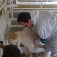 بیمه دامپزشکان